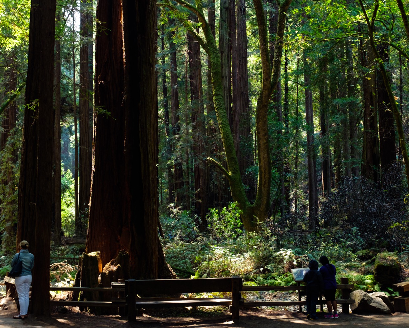 "Cathedral Grove"